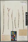 Foto von Salix viminalis L.